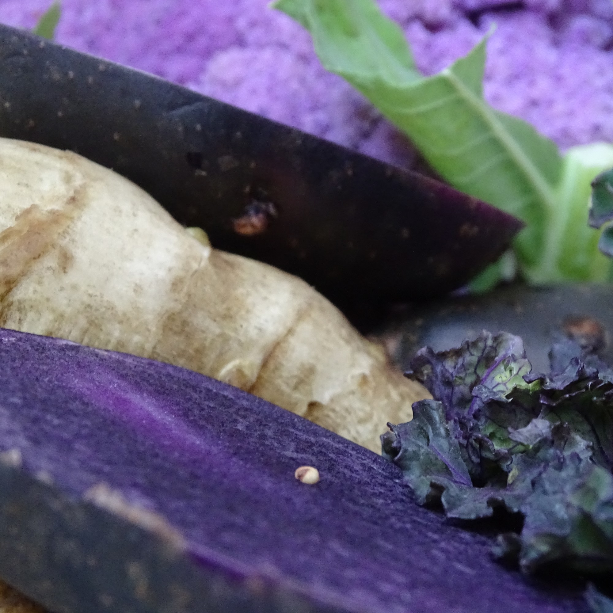 jerusalem artichokes, anneliese purple potatoes, flower sprout & purple cauli'