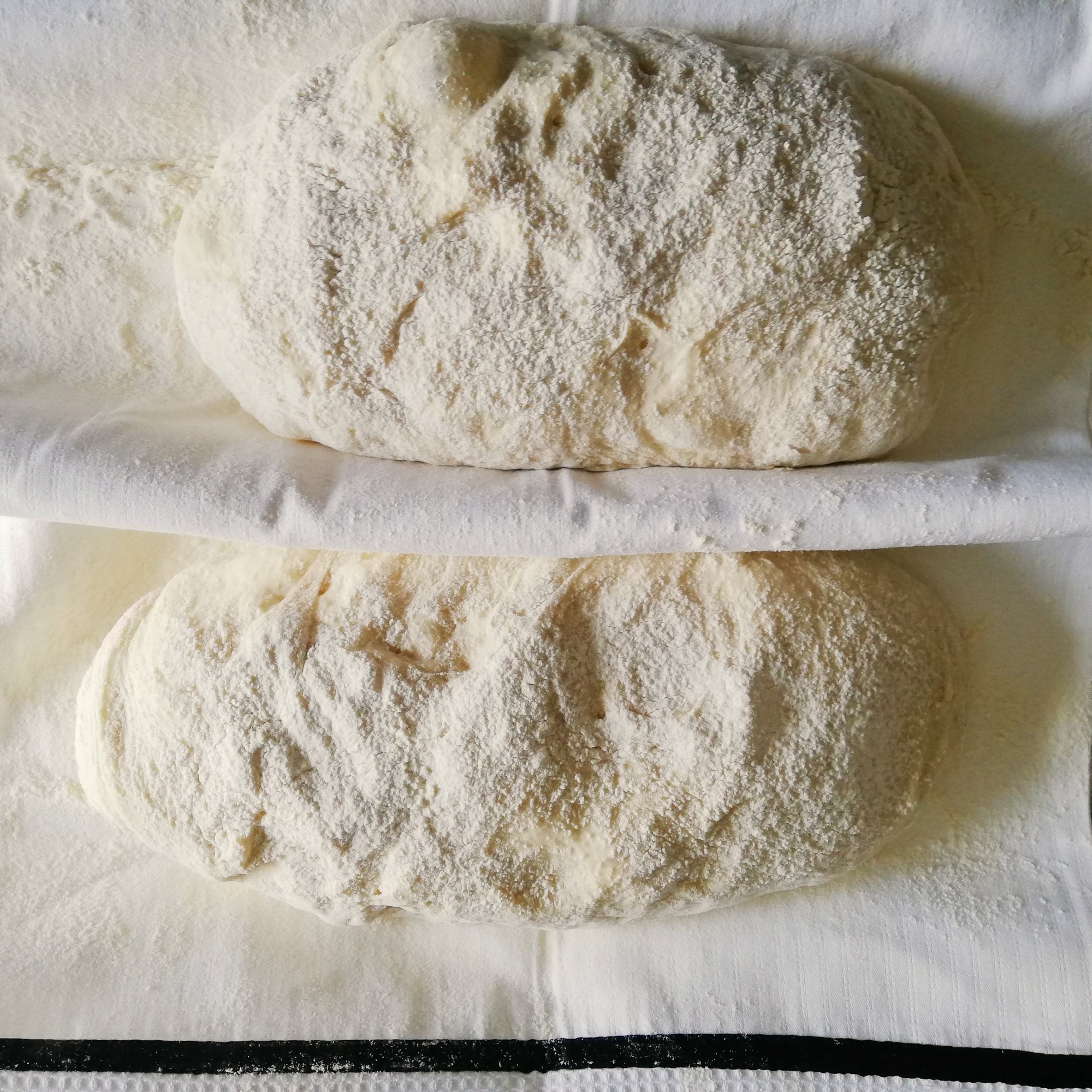 Ciabatta dough, on floured tea-towel, 20 minute rise