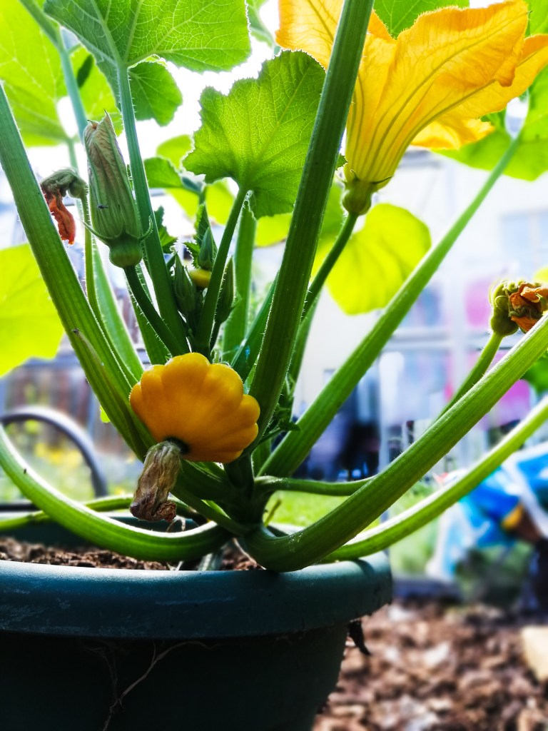 Patty Pan squash in pot