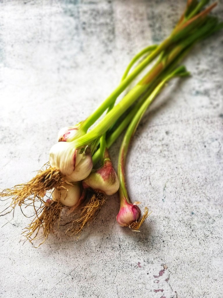 Food photography, Brunch of wet garlic, green and purple hues, long stalks.