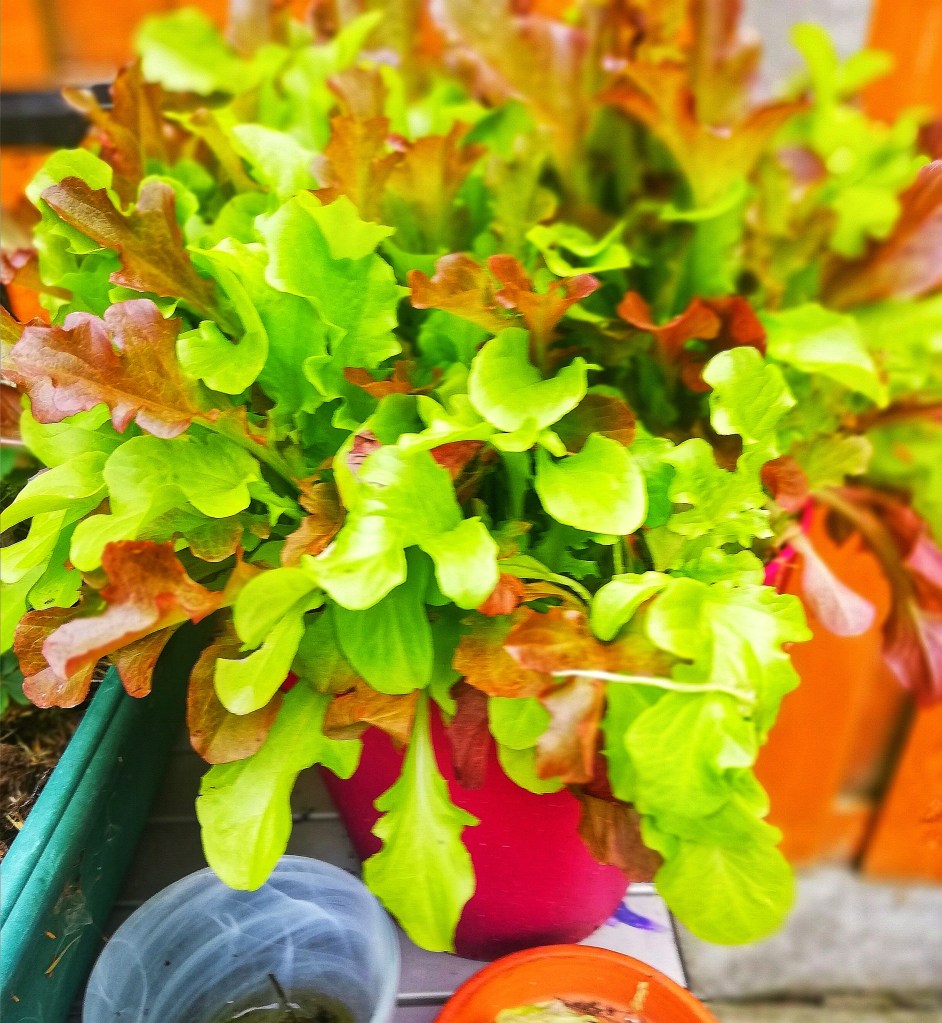 Food photography, purple pot of mixed lettuce, background wooden fence.