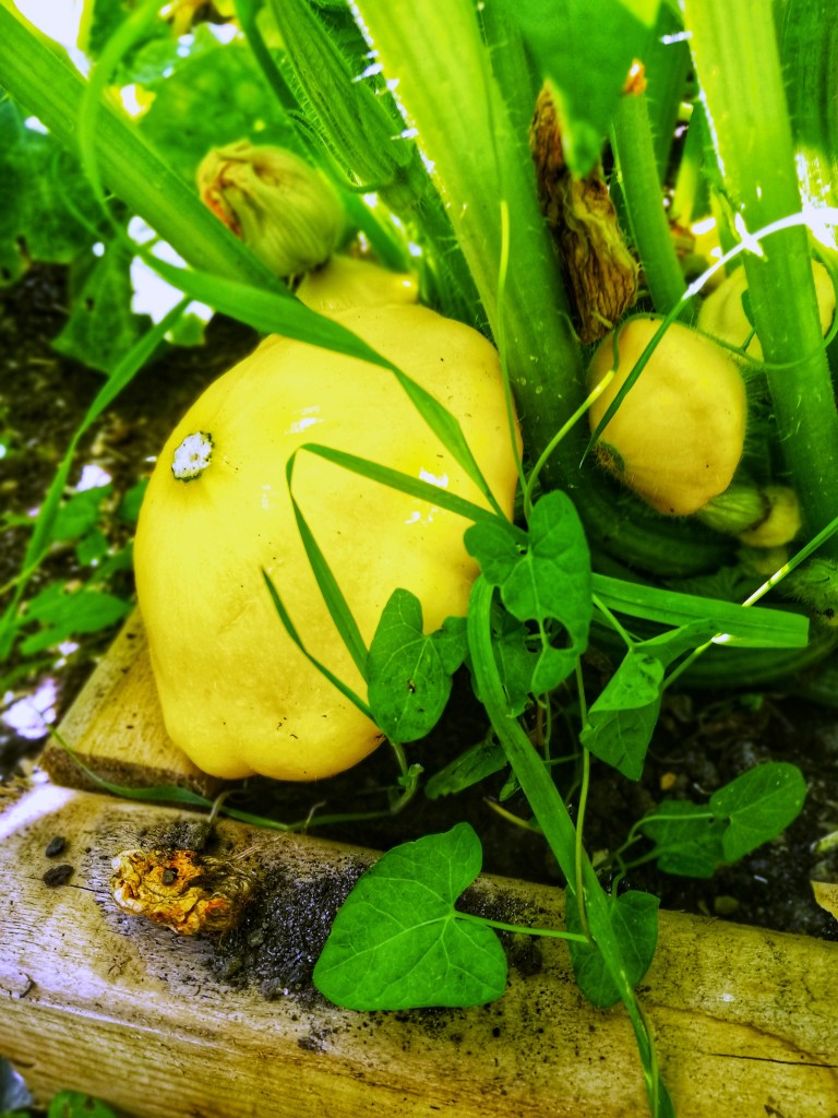 Image, Pattypan squash in raised bed