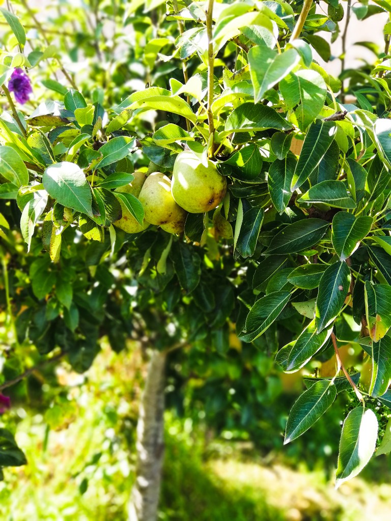 Image, Pear tree, sunny day in the garden.