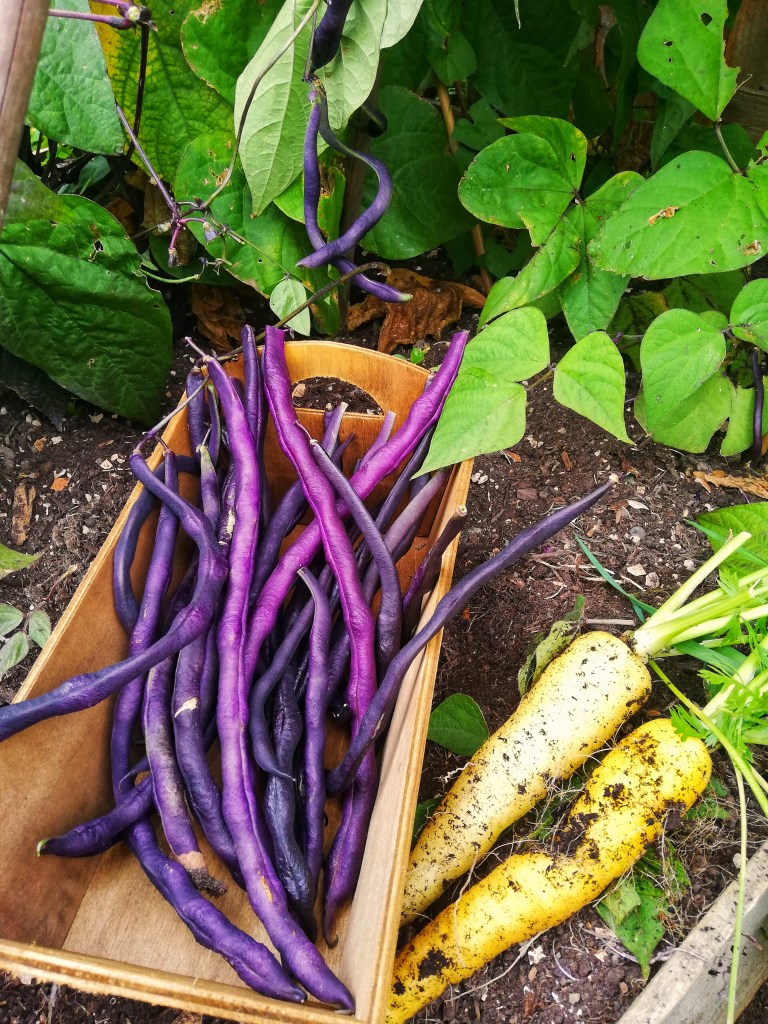 Image, just picked purple beans, and carrots, soil, wooden box