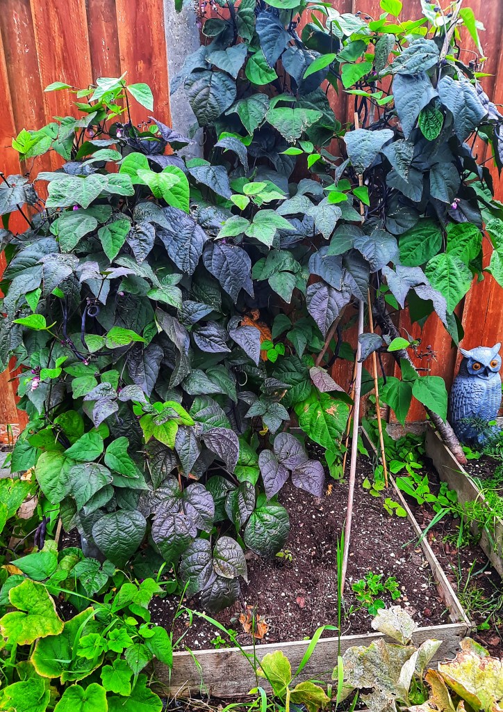 Image, purple bean plant in vegetable garden