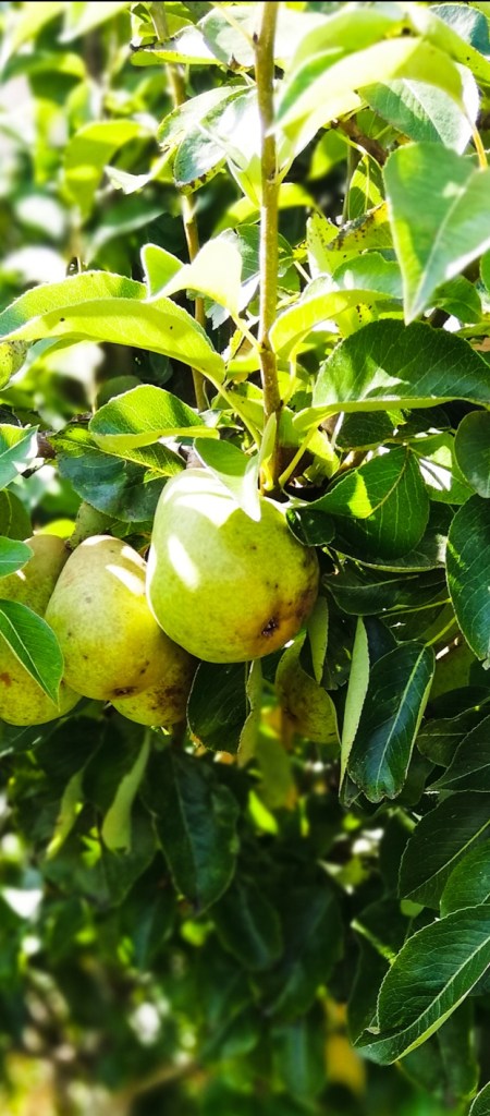 Image, pear tree in the garden