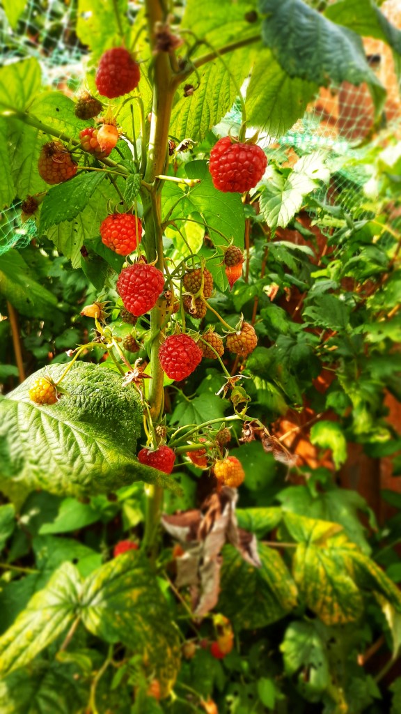 Image, raspberries on the cane, ready to be picked.