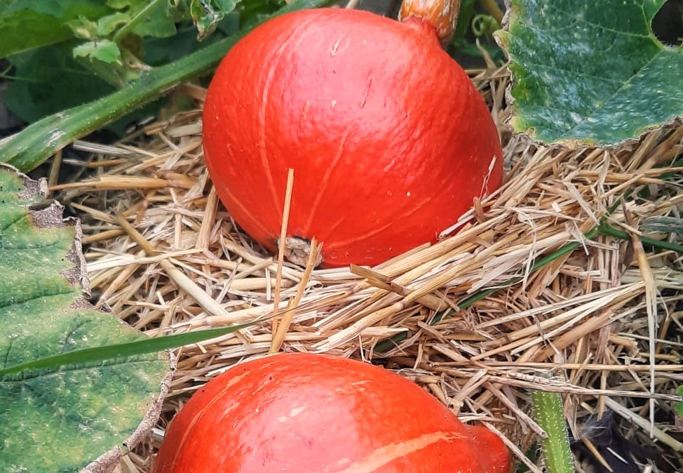 Uchiki-Kuri squash-sweet smoky paprika & Aleppeo pepper stew with freekeh-recipes-thebrokenoven.com